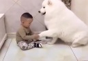 With such a dog the child is not afraid to leave