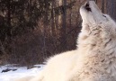 Wolf Conservation Center - A Powerful Presence Facebook