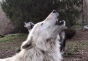 Wolf Conservation Center - Howls of Hope