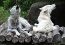 Wolf Conservation Center - Howls with Friends
