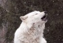 Wolf Conservation Center - Sing in the New Year Facebook