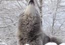 Wolf Conservation Center - Stand For Wolves Facebook