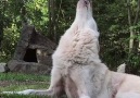 Wolf Conservation Center - Strength of the Wolf is Family Facebook