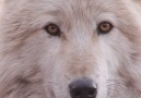 Wolf Conservation Center - The Eyes of a Wolf Facebook