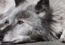 Wolf Conservation Center - Zen Sessions with Zephyr Facebook