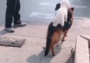 Wolf-dog carries two poodles across road Credit Newsflare