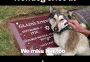 Wolfdog Cries At Owner's Grave