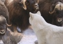 Wolf Pack Hunts Muskox Herd