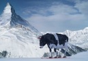 Wolli bekommt Besuch die Kuh von Swiss Milk -)Toller Werbespot!