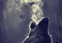 Wolvestuff - Howl to the Moon and Reach for the Stars... Facebook