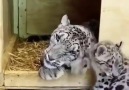 Wonderful children of snow leopard