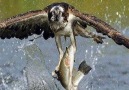 Wonderful footage of an osprey catching fish.>>>