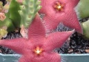 Wonderful Stapelia Flower Cactus Garden