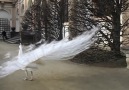 Wonderful Videos - Have you ever seen a white Peacock Facebook