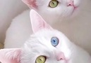 Wonderful Videos - What a beautiful twins !! Facebook