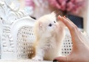 Wonders of Nature Baby Cats