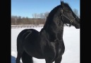 Wonders of Nature Fantastic Horse Friesian by