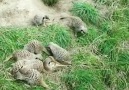 Wonders of Nature Funny Meerkats