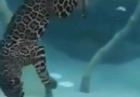 Wonders of Nature Jaguar eating underwater