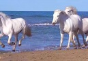 Wonders of NatureWhite horses running by the sea &lt3 &lt3