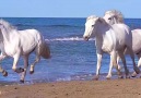 Wonders of NatureWhite horses running by the sea &lt3 &lt3