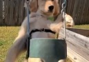 Woof Woof - Adorable Golden Retriever Puppy Enjoying Swing Like A Baby Facebook