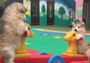 Woof Woof - Adorable Malamute Puppies Playing On A SeeSaw At Day Care Facebook