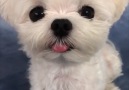 Woof Woof - Adorable Maltese Dog Sticks Her Tongue Out For Treats Facebook