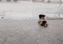 Woof Woof - Adorable Puppy Watching The Rain Is The Cutest Thing Ever Facebook