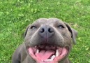 Woof Woof - Adorable Staffy Smiles After Getting Booped Facebook