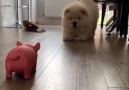 Woof Woof - Chow Chow Puppy Gets Bamboozled By Toy Pig Facebook