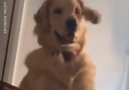 Woof Woof - Dramatic Golden Retriever Dog Wants Owner To Get Up Facebook