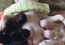 Woof Woof - French Bulldog Mom Falls Asleep Whilst Feeding Puppies Facebook