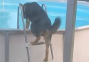 Woof Woof - German Shepherd Dog Climbs Into Pool By Himself
