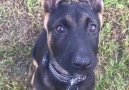 Woof Woof - German Shepherd K9 Recruit Puppy Does Adorable Head Tilts Facebook