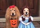 Woof Woof - Golden Retriever Dogs Dressed Up In Halloween Costumes Facebook