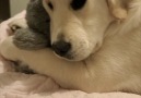 Woof Woof - Golden Retriever Dog Snuggling With Favourite Stuffy Toy Facebook