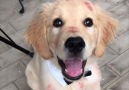 Woof Woof - Golden Retriever Puppy Covered In Kisses Facebook