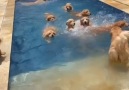 Woof Woof - Golden Retrievers Dogs Have A Huge Pool Party Facebook