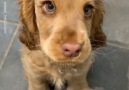 Woof Woof - Gorgeous Cocker Spaniel Puppy Has Incredible Eyes Facebook