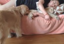 Woof Woof - Jealous Golden Retriever Dog Drags Puppy Off Couch Facebook