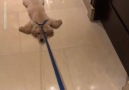 Woof Woof - Lazy Golden Retriever Puppy Refuses To Walk On Leash Facebook