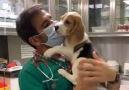 Woof Woof - Playful Beagle Puppy Is So Excited To See Vet Technician Facebook