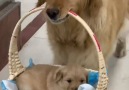 Woof Woof - Proud Golden Retriever Dog Carries Her Puppy In Basket Facebook