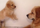 Woof Woof - Puppy Throws Adorable Tantrum At Older Brother Facebook