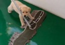 Woof Woof - Smart Golden Retriever Puppy Helps Owner Clean The Floor Facebook