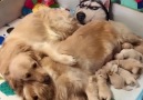 Woof Woof - The Cutest Golden Retriever Family Youll Ever See Facebook