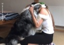 Woof Woof - The Unconditional Love Of Dogs Is Incredible Facebook
