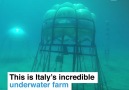 World Economic Forum - This is Italys incredible underwater farm Facebook