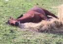 World Horse Racing - Just chilling and eating hay Facebook